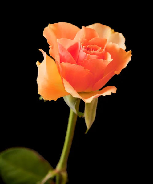 Rosa arancione singola; isolata su fondo nero — Foto Stock