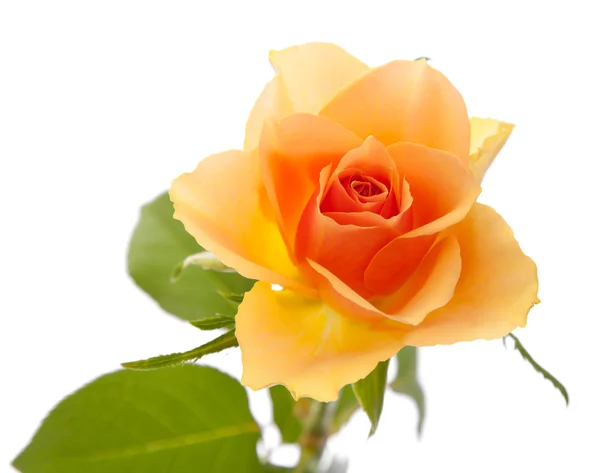 Einzelne orangefarbene Rose; isoliert auf weißem Hintergrund — Stockfoto