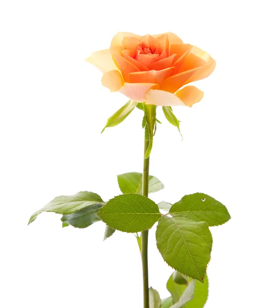 stock image Single orange rose; isolated on white background