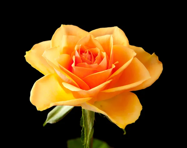Jediného oranžové růže; izolované na černém pozadí — Stock fotografie