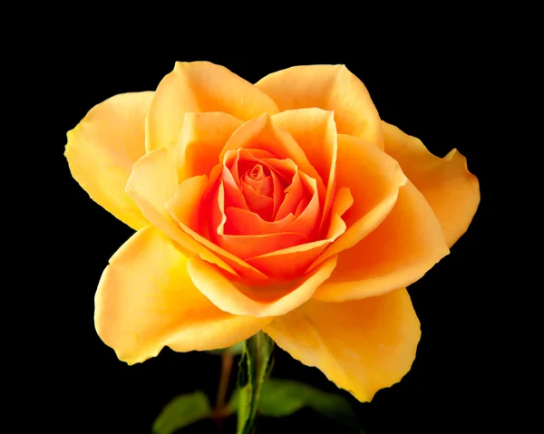 Rosa arancione singola; isolata su fondo nero — Foto Stock