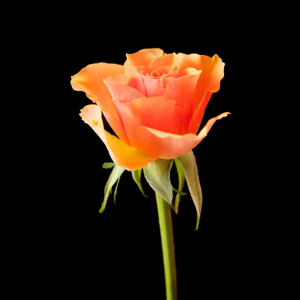 Einzelne orangefarbene Rose; isoliert auf schwarzem Hintergrund — Stockfoto