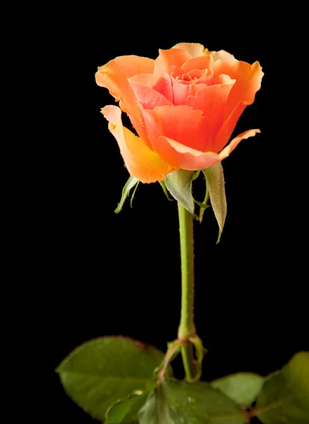 Rosa naranja húmeda única; aislada sobre fondo negro — Foto de Stock