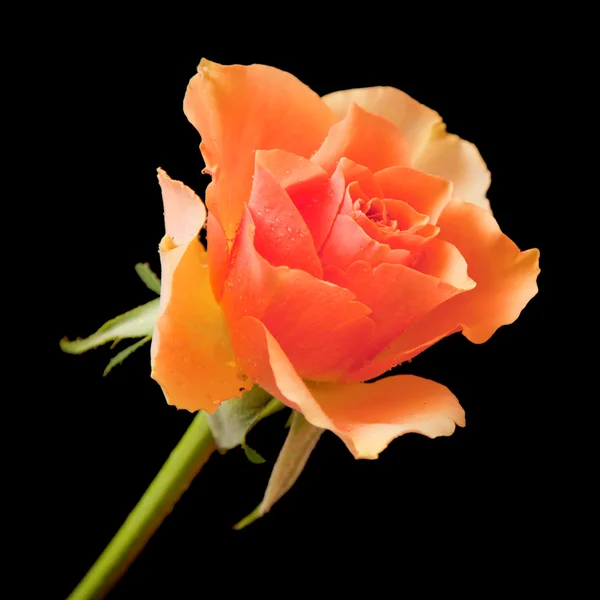 stock image Single wet orange rose; isolated on black background