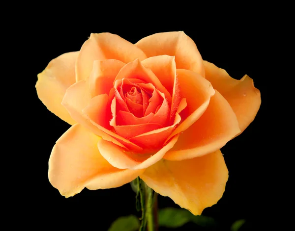 Jediného mokré oranžová růže; izolované na černém pozadí — Stock fotografie