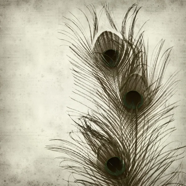 Textured old paper background with peacock feather — Zdjęcie stockowe