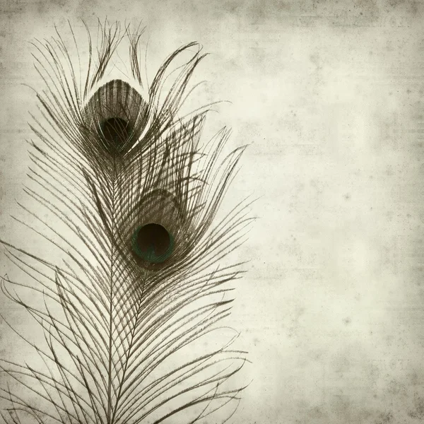 Textured old paper background with peacock feather — Zdjęcie stockowe