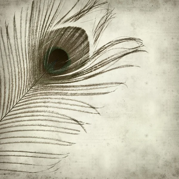 Getextureerde oud papier achtergrond met peacock feather — Stockfoto