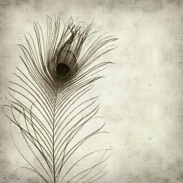 Textured old paper background with peacock feather — Stock Photo, Image