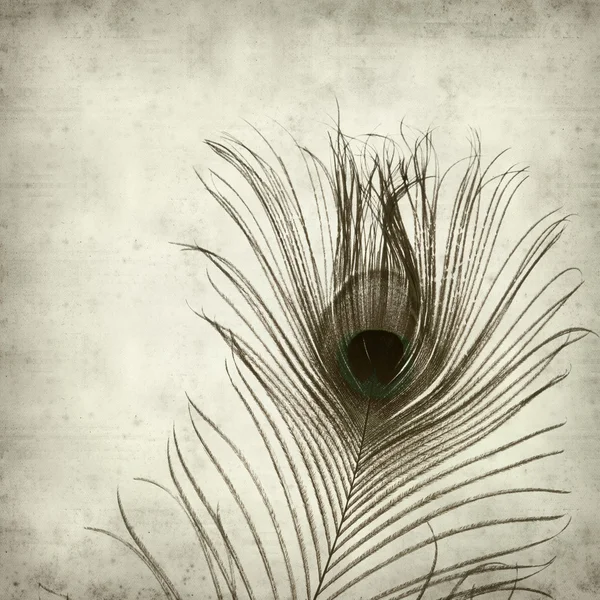 Textured old paper background with peacock feather — Stock Photo, Image