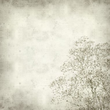 Textured old paper background with Gypsophila (Baby's-breath) clipart