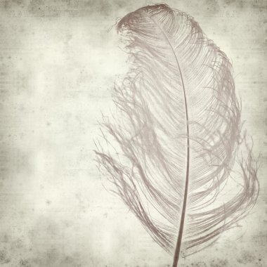 Textured old paper background with dyed ostrich feather clipart