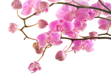 Abundant flowering of pink stripy phalaenopsis orchid isolated on white; clipart