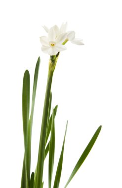 Narcissus papyraceus; Paperwhite; single stem and leaves isolated on white; clipart