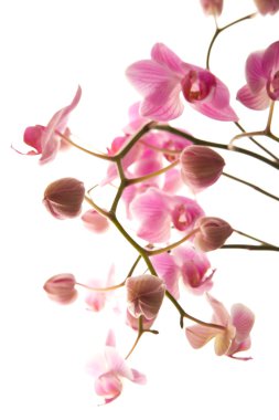 bol çiçekli pembe çizgili phalaenopsis orkide beyaz izole;