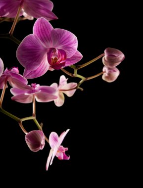 Pink stripy backlit phalaenopsis orchid isolated on black, clipart