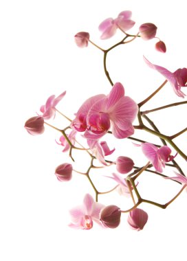 bol çiçekli pembe çizgili phalaenopsis orkide beyaz izole;