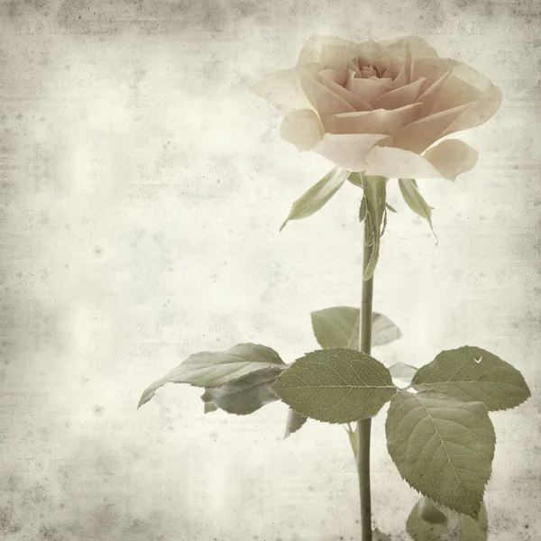 Textured old paper background with single orange rose — Stock Photo, Image