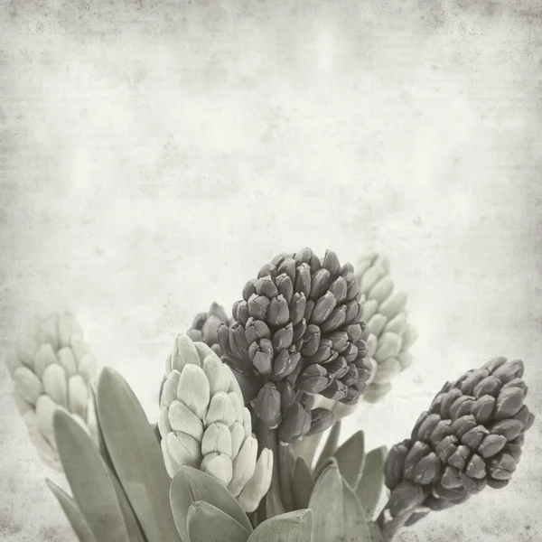 stock image Textured old paper background with hyacinth bud clusters