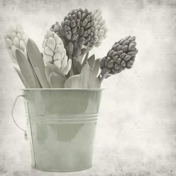 Textured old paper background with hyacinth bud clusters — Stock Photo, Image