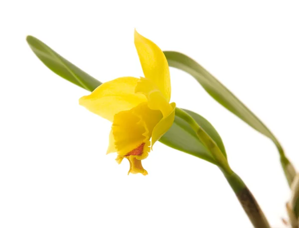 小さな明るい黄色と赤い開花カトレア蘭。白で隔離されます。; — ストック写真