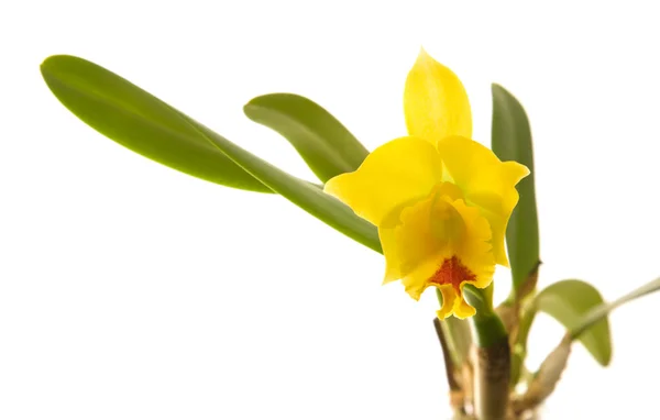 Piccola orchidea cattleya fioritura giallo brillante e rosso; isolato su bianco ; — Foto Stock