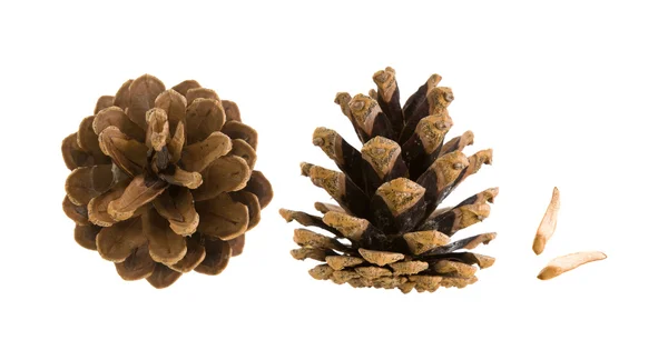 Conos de pino maduros abiertos en seco y dos semillas aisladas sobre fondo blanco —  Fotos de Stock