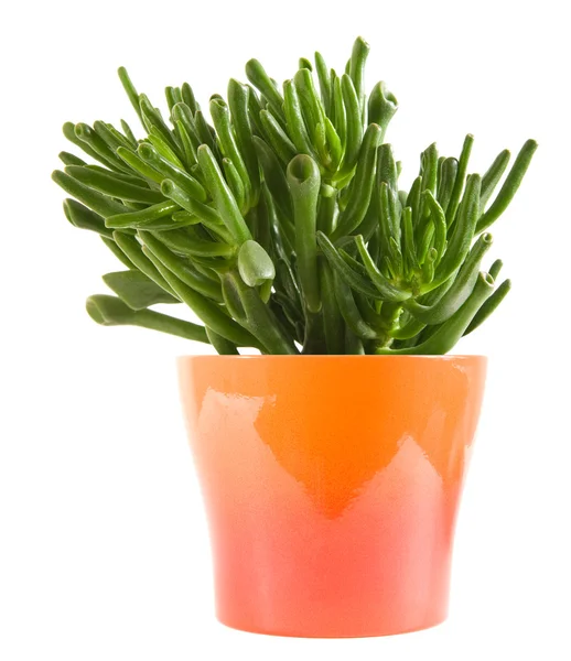 Succulent crassula plant with tubular leaves, in bright ornage pot, isolate — Stock Photo, Image