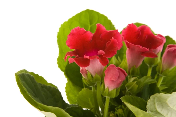 Heldere rode bloeiende Sinningia speciosa (de bloemist Gloxinia) plant isl — Stockfoto