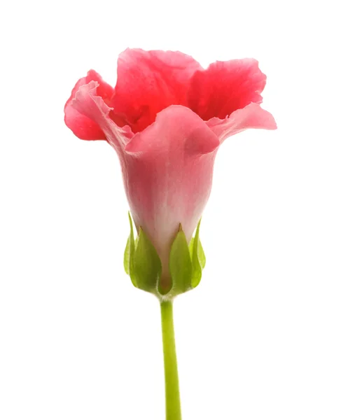 Zářivě červeně kvetoucí Sinningia speciosa (květinářství Gloxinia) rostlin isl — Stock fotografie