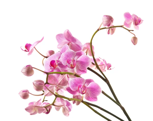 Fioritura abbondante di orchidea phalaenopsis a strisce rosa isolata su bianco ; — Foto Stock