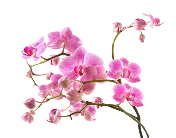 Floração abundante de orquídea falaenopsis listrada rosa isolada em branco ; — Fotografia de Stock