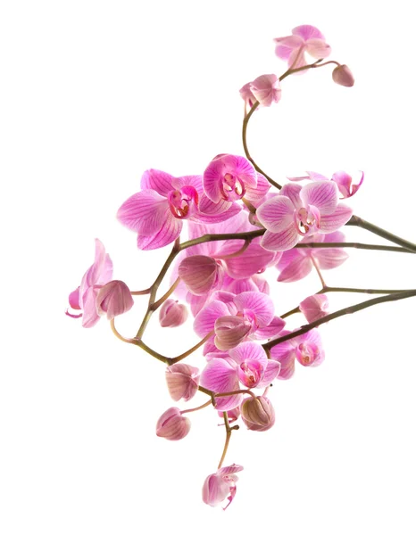 Bol çiçekli pembe çizgili phalaenopsis orkide beyaz izole; — Stok fotoğraf