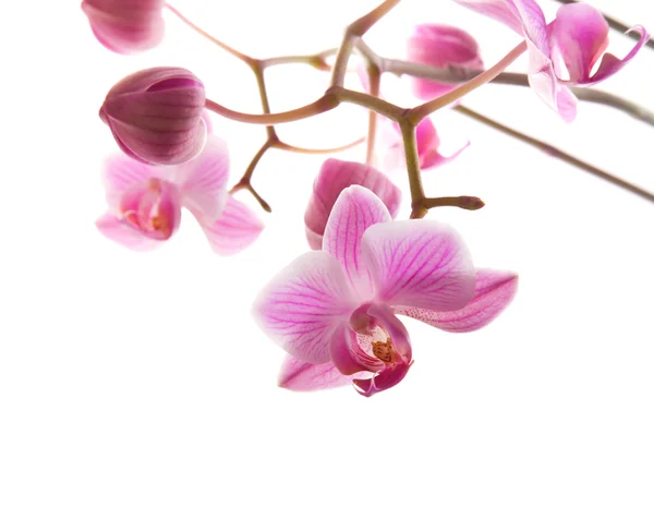 Abundant flowering of pink stripy phalaenopsis orchid isolated on white; — Stock Photo, Image