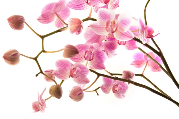 丰富的白色上孤立的粉红色条纹蝴蝶兰开花; — 图库照片
