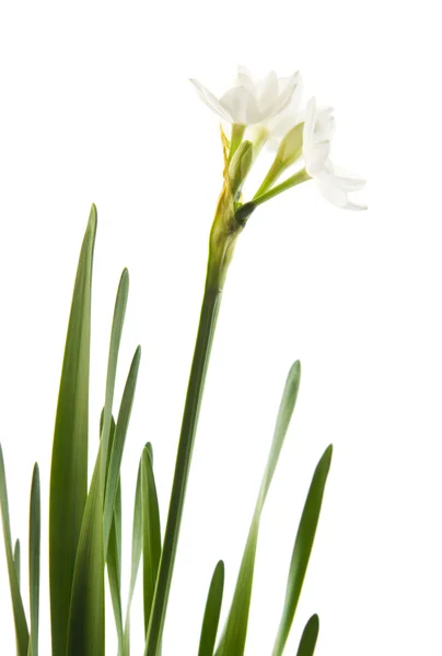 Narcissus papyraceus; Paperwhite; single stem and leaves isolated on white; — Stock Photo, Image