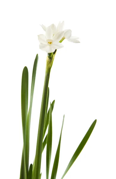 Narcissus papyraceus; papierweiß; Einzelstamm und Blätter isoliert auf weiß; — Stockfoto
