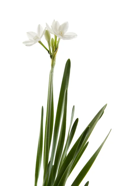 Narciso papiráceo; Paperwhite; caule único e folhas isoladas em branco ; — Fotografia de Stock