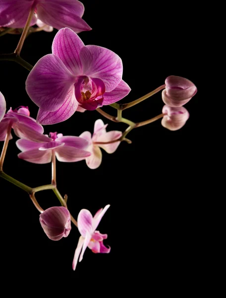 Orchidée phalaenopsis rose rayée rétro-éclairée isolée sur noir , — Photo