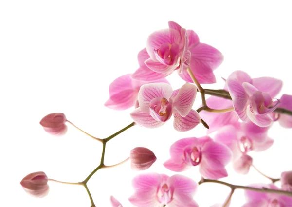 丰富的白色上孤立的粉红色条纹蝴蝶兰开花; — 图库照片