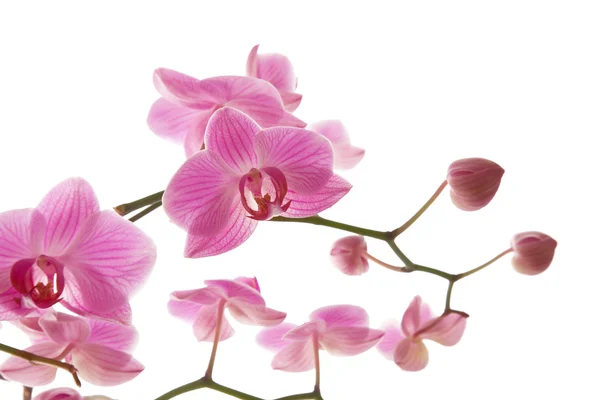 Floración abundante de la orquídea phalaenopsis estriada rosada aislada en blanco ; —  Fotos de Stock