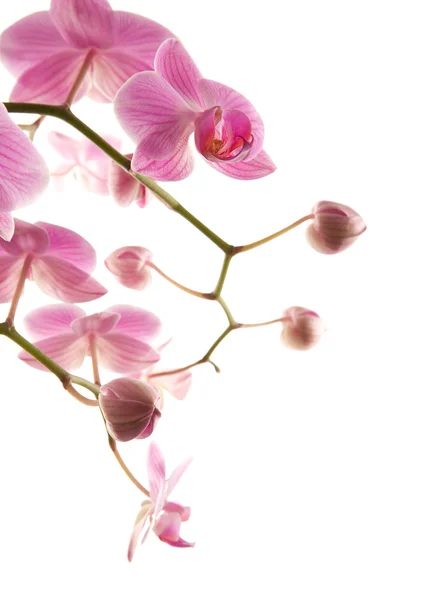 Fioritura abbondante di orchidea phalaenopsis a strisce rosa isolata su bianco ; — Foto Stock