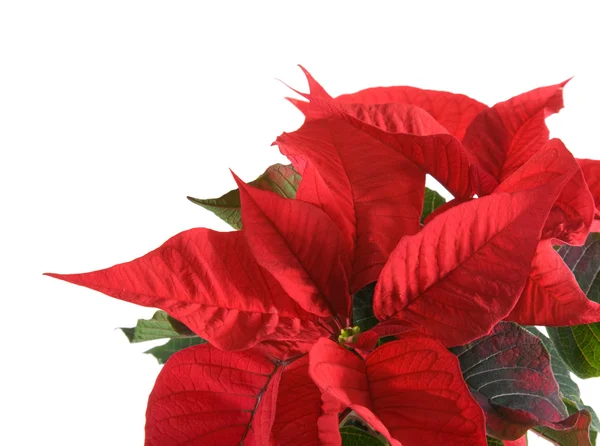 stock image Fresh beautiful green and red poinsettia (Euphorbia pulcherrima); plant iso