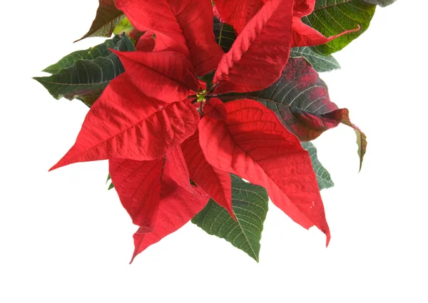 stock image Fresh beautiful green and red poinsettia (Euphorbia pulcherrima); plant iso