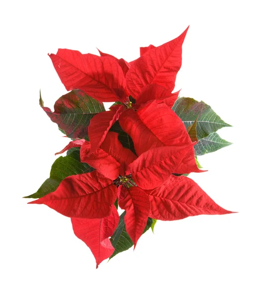 stock image Fresh beautiful green and red poinsettia (Euphorbia pulcherrima); plant iso