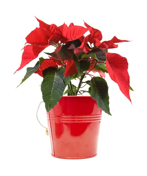 Frisch schöner grüner und roter Weihnachtsstern (Euphorbia pulcherrima); Pflanzeniso — Stockfoto