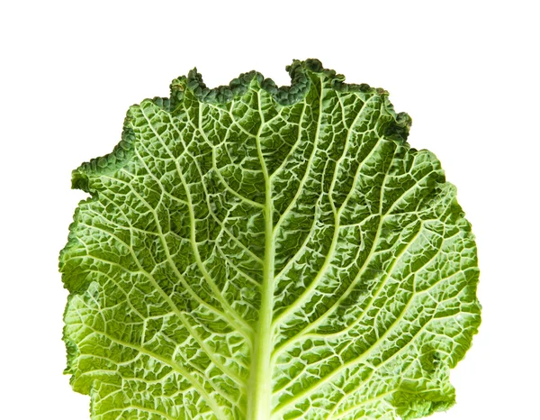 Savoy cabbage leaf isolated on white background; — Stock Photo, Image