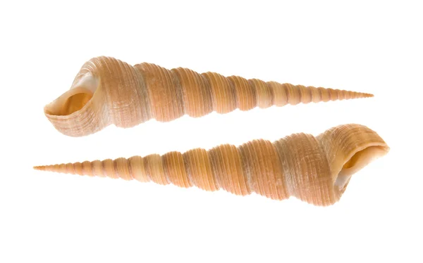 Duas belas turitella (parafuso de torre) conchas isoladas no fundo branco — Fotografia de Stock