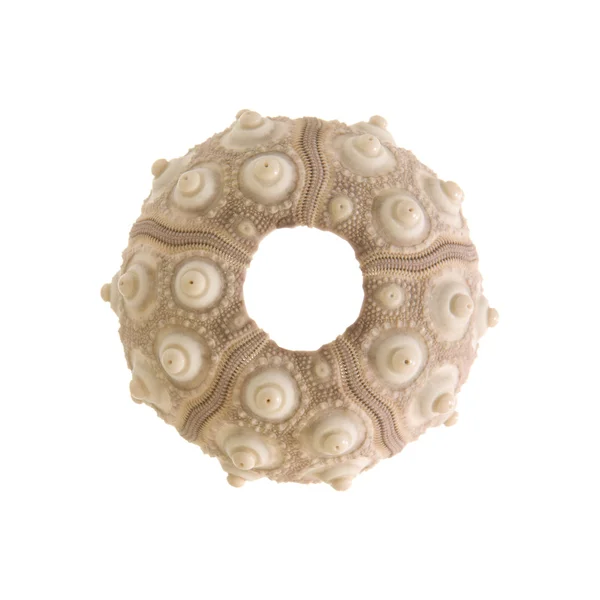 Sea urchin skeleton isolated on white background — Stock Photo, Image