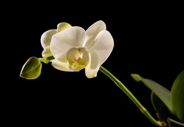 Orquídea phalaenopsis retroiluminada blanca aislada en negro — Foto de Stock